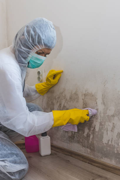 Best Emergency Mold Remediation  in Holden, MO