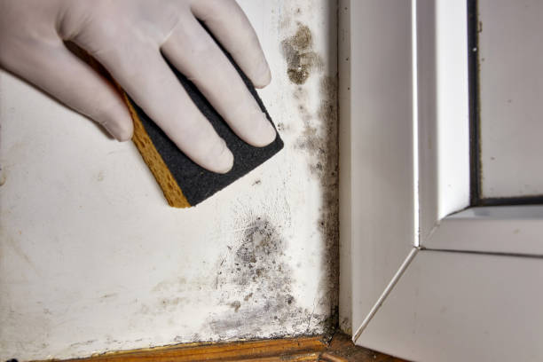 Best Air Quality Testing for Mold Spores  in Holden, MO